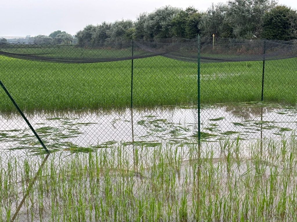 Campo riso editato distrutto